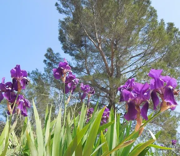 Les Lauriers Blancs *